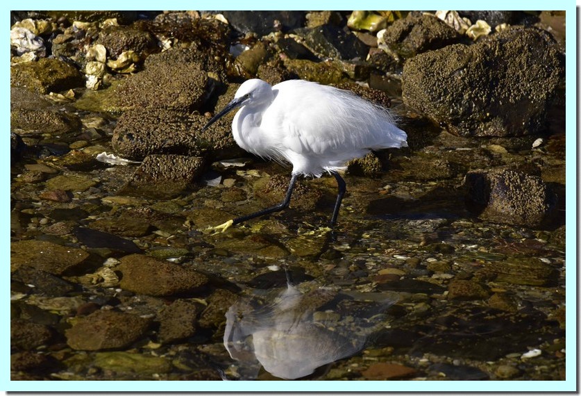 aigrette garzette.jpg