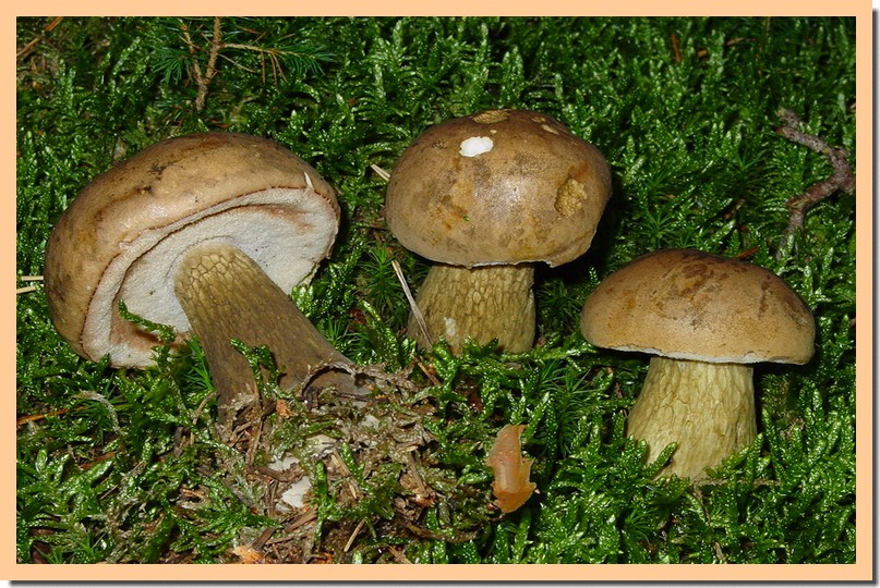 tylopilus felleus2.jpg