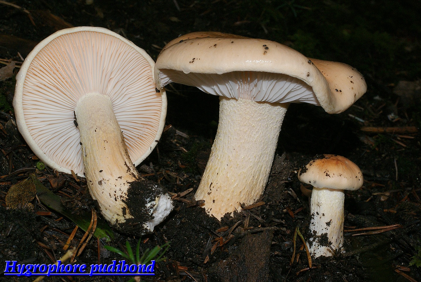 hygrophorus pudorinus.jpg