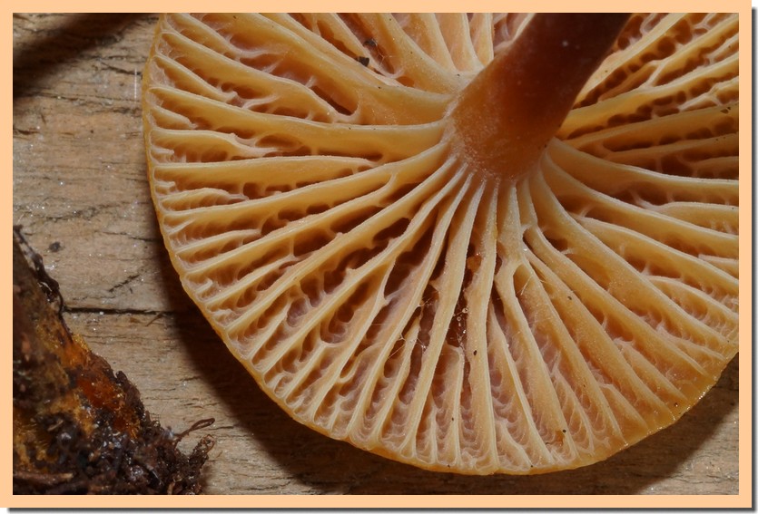 xeromphalina campanella 23 2.jpg