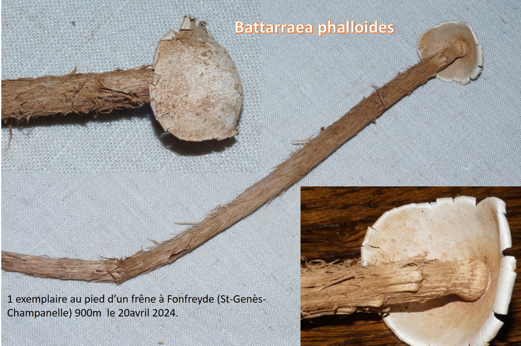 battarraea phalloides 2.jpg