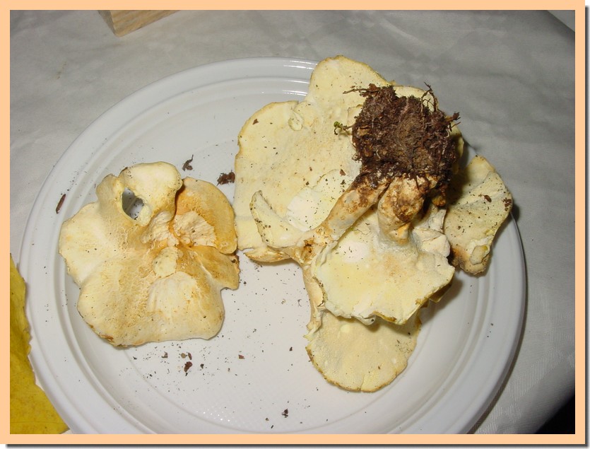 albatrellus ovinus.jpg