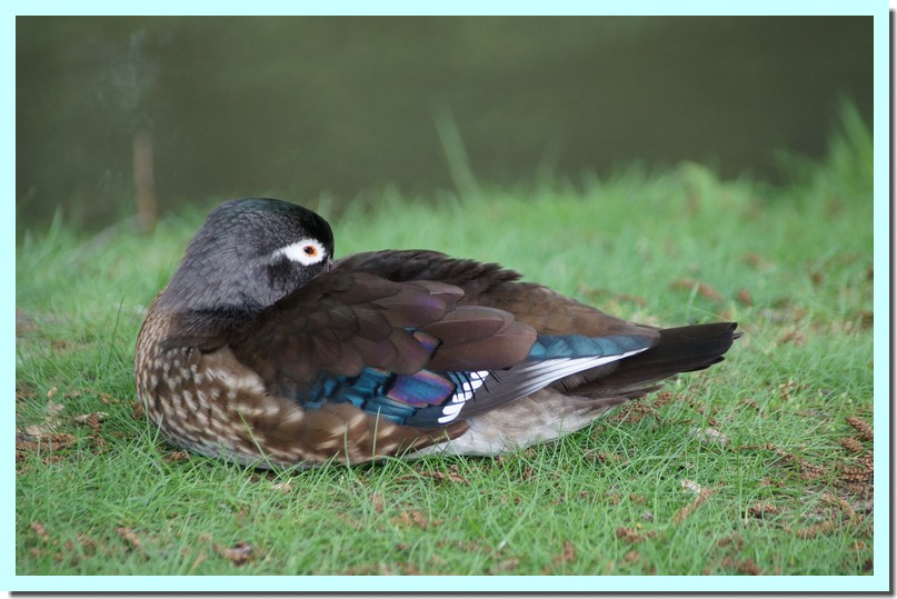 canard carolin femelle.jpg