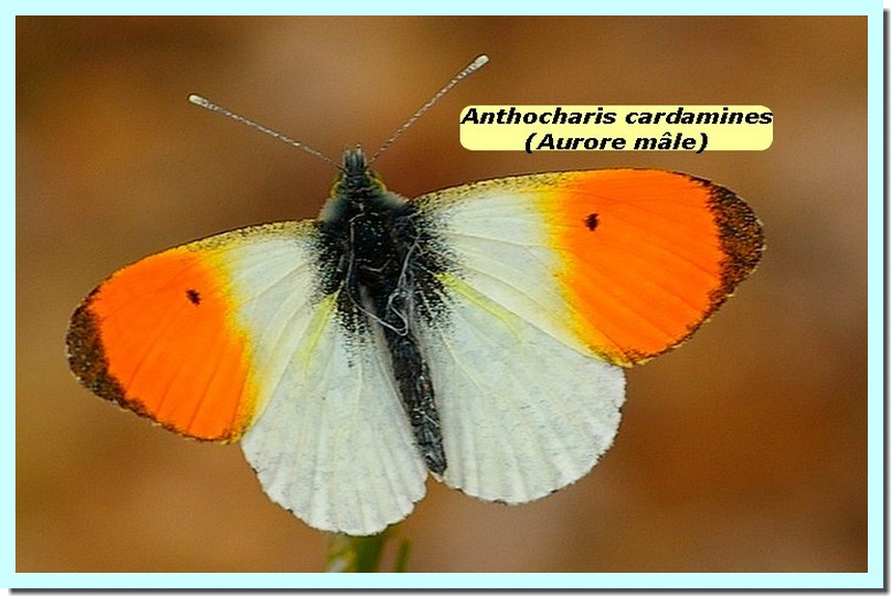 Anthocharis cardamines1c _Aurore_.jpg