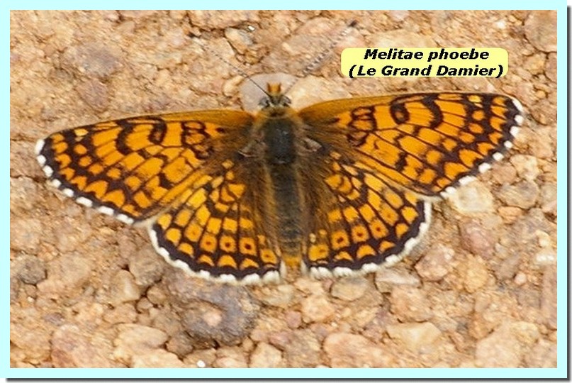 Melitae phoebe1a _Grand damier_.jpg