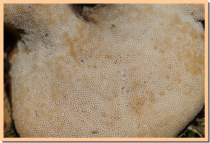polyporus varius pores.jpg