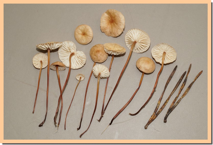 marasmius scorodonius 20.jpg