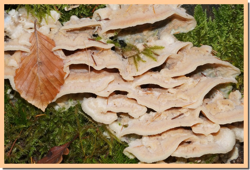 Polypor Polypores et genres rattachés - ConnaitreLaNature.com