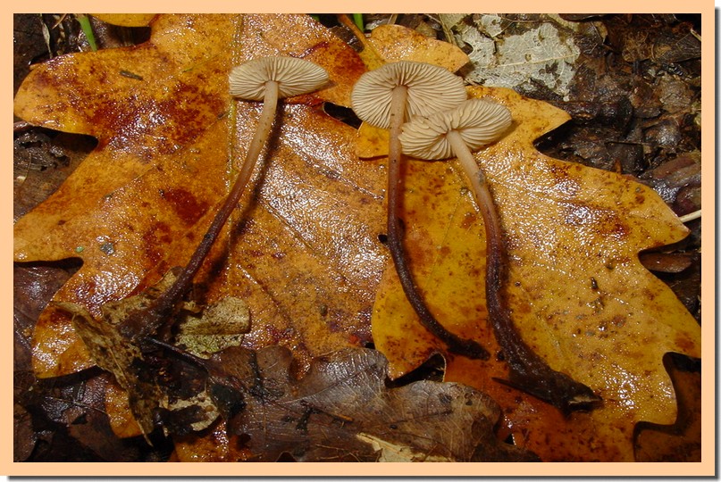 marasmius prasiosmus.jpg