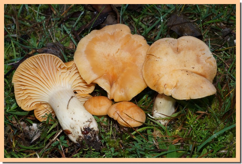 hygrocybe pratensis 14.jpg