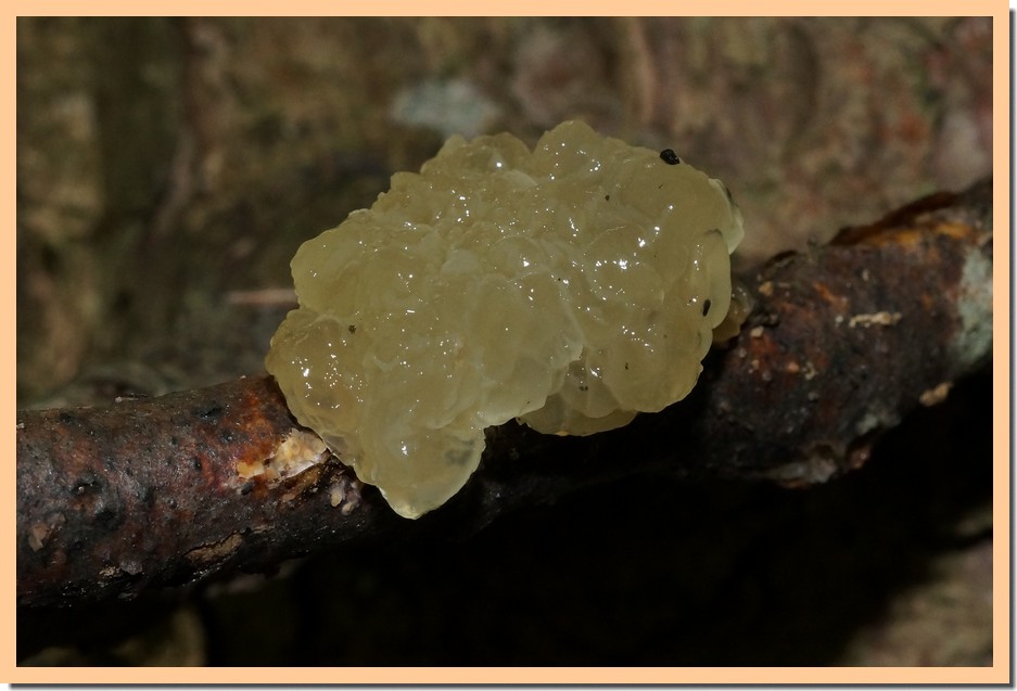 tremella globispora.jpg