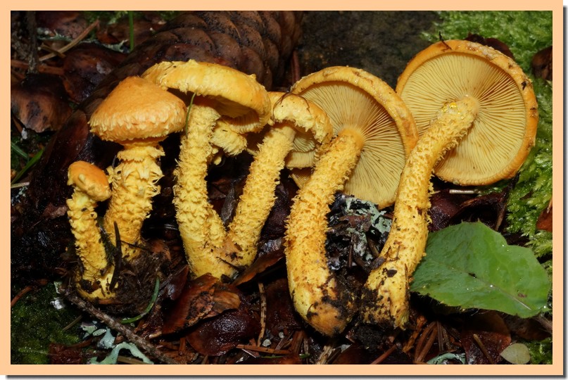 pholiota flammans 15.jpg