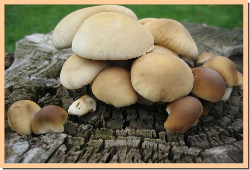 Agrocybe aegerita10.jpg