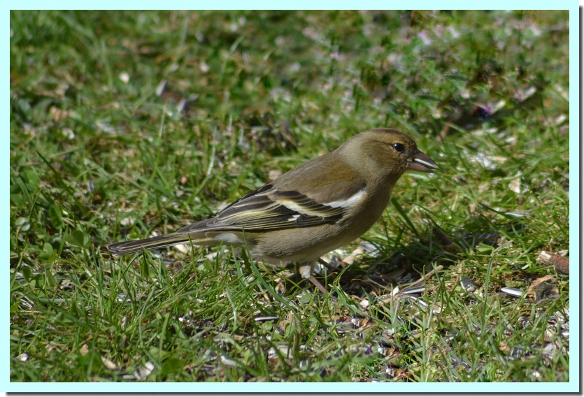pinson des arbres femelle.jpg
