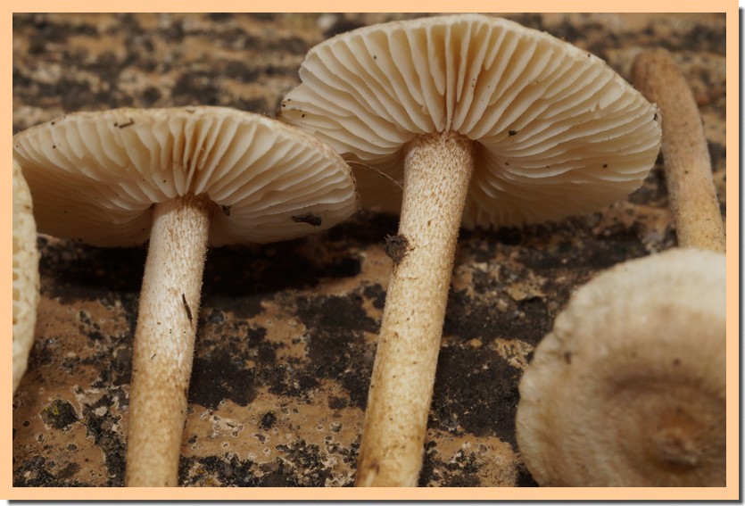 crinipelli subtomentosa 22 1.jpg