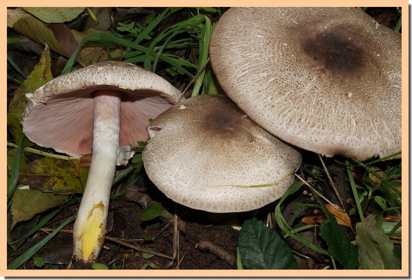 agaricus moelleri.jpg