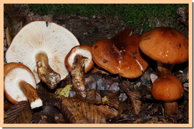 tricholoma ustaloides2.jpg