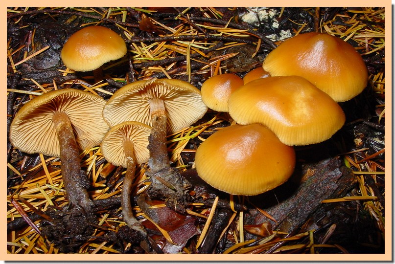 galerina marginata2.jpg