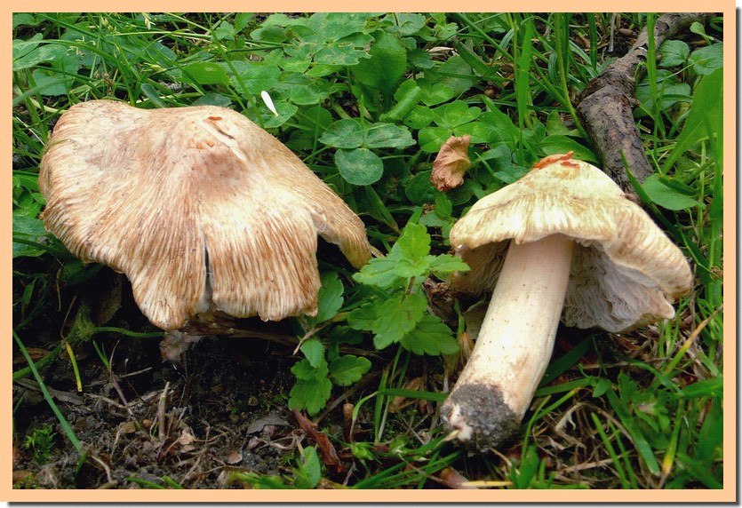 inocybe patouillardii 2.jpg