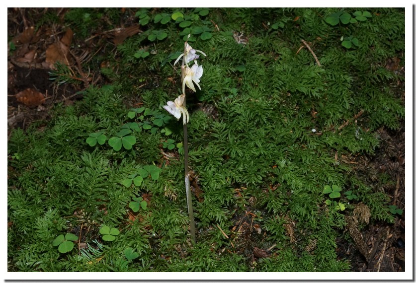 epipogon aphyllum 16~09.jpg