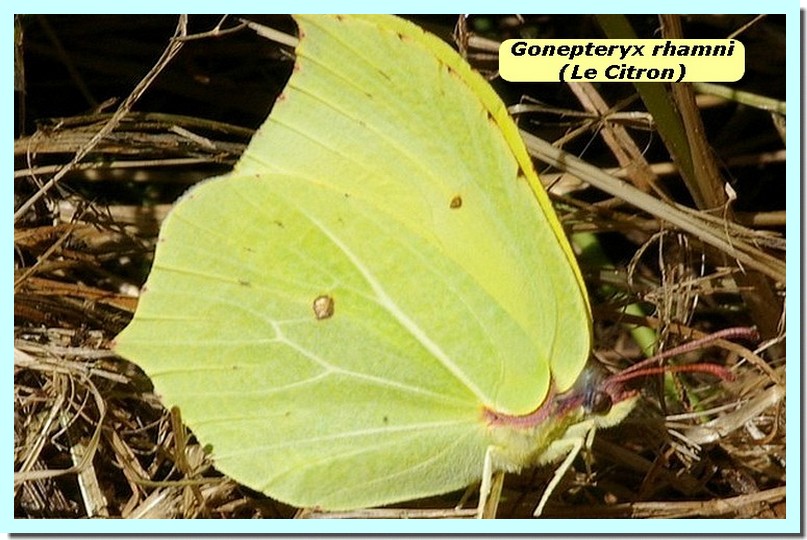 Gonepteryx rhamni1 _Citron_.jpg