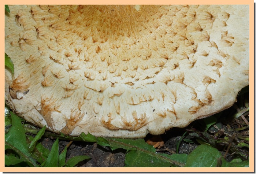 pholiota cerifera 25 1.jpg