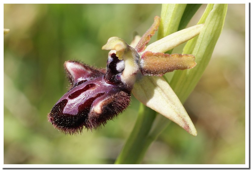 ophrys incubacea.jpg