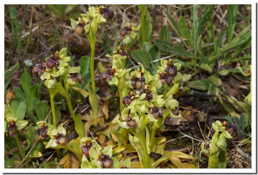 ophrys bombyliflora4.jpg