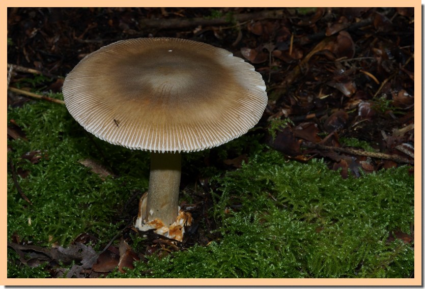 amanita battarrae 24.jpg