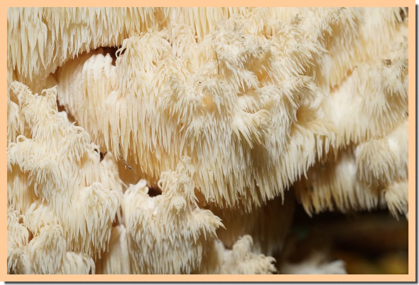 hericium ramosum 22.jpg