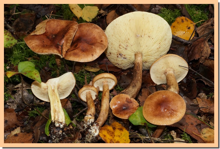 tricholoma fulvum 19.jpg