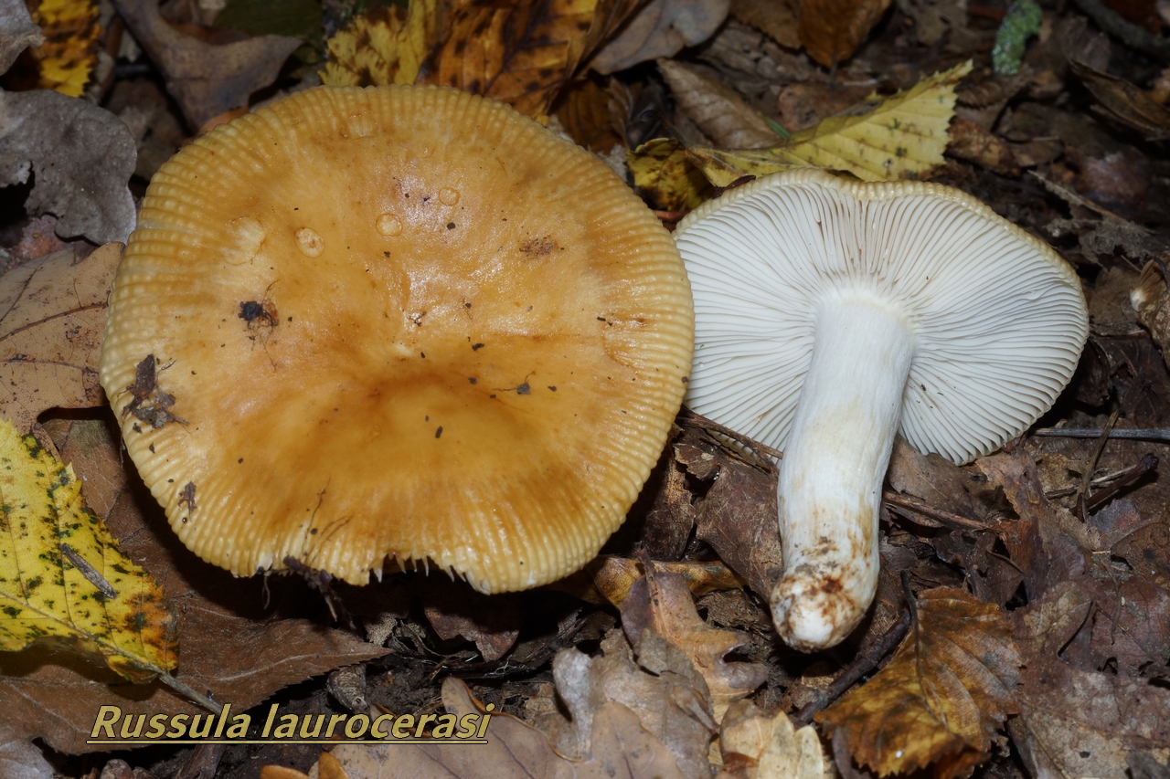 russula lauroceraci 25.JPG