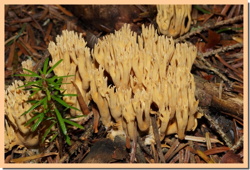 ramaria flaccida 19.jpg