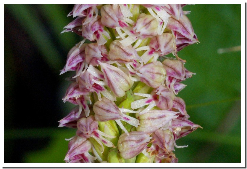 neotinea maculata2.jpg