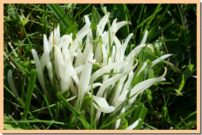 clavaria fragilis.jpg