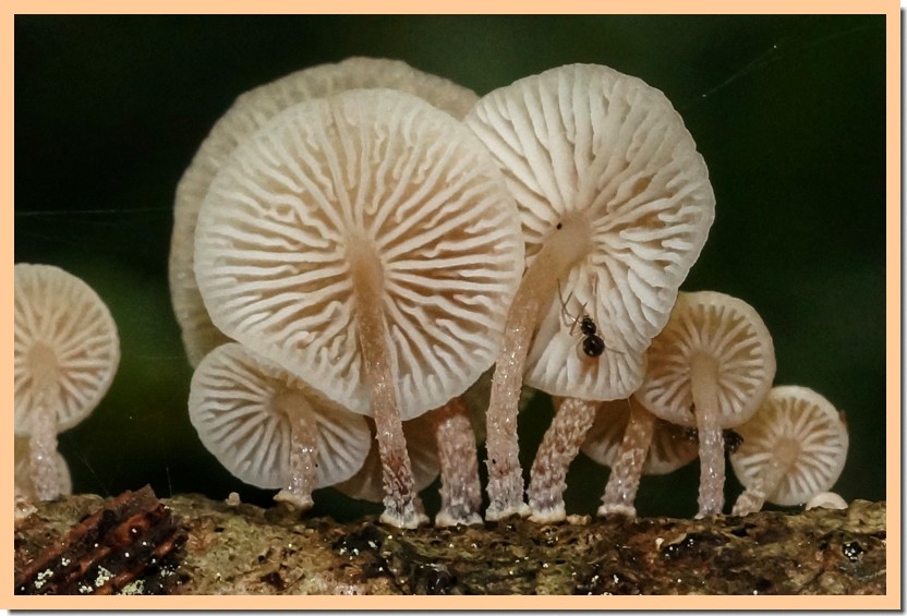 Marasmiellus ramealis 18.jpg