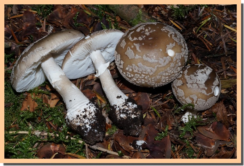 amanita excelsa var spissa 141.jpg