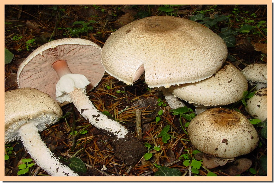 agaricus augustus.jpg