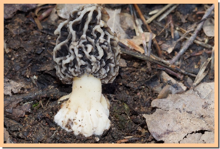 morchella umbrina 24.jpg