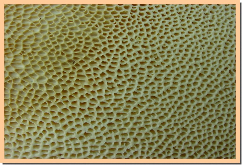 polyporus squamosus tubes.jpg
