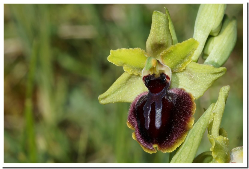 ophrys passionis 1.jpg