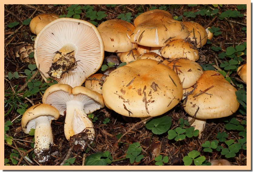 hygrophorus pudorinus 2.jpg