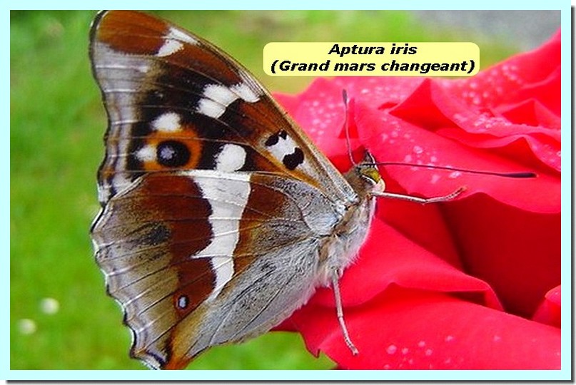 Apatura iris1 _Grand mars changeant_.jpg