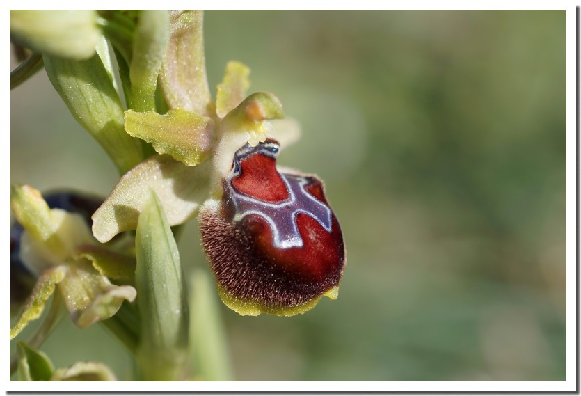 Ophrys provincialis 22 7.jpg