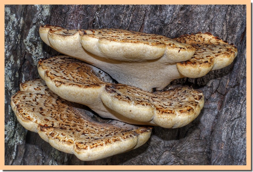 polyporus squamosus 171.jpg