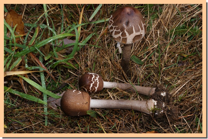 macrolepiota fuliginosa.jpg