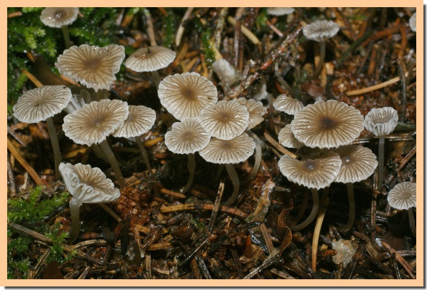 marasmiellus perforans.jpg