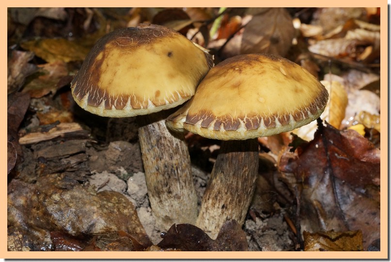 leccinum carpini 15.jpg