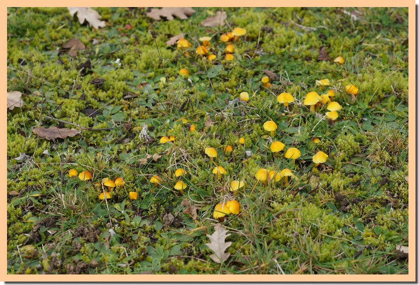 hygrocybe 14.jpg