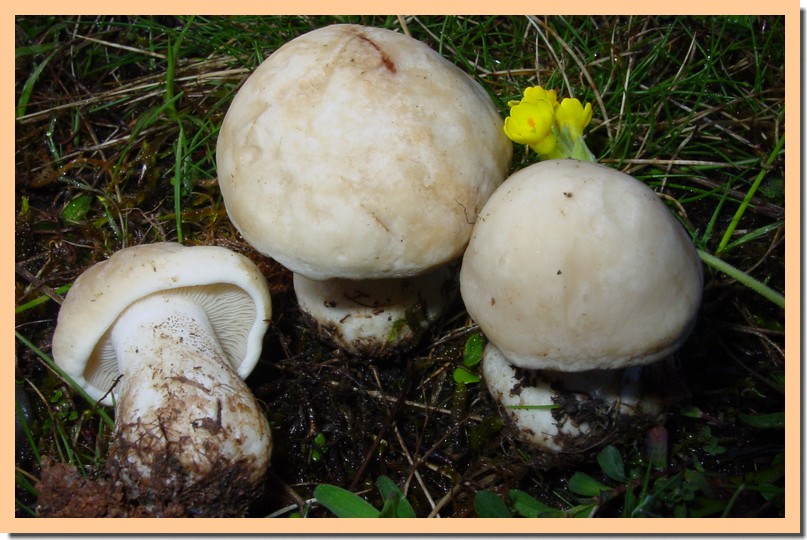 calocybe gambosa.jpg